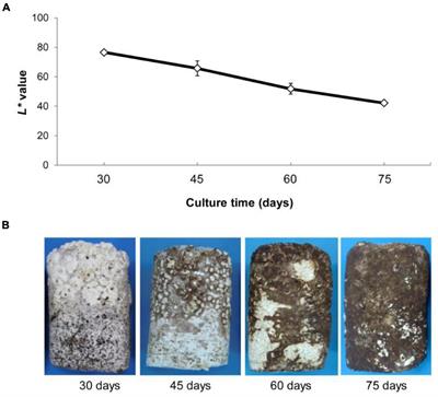 Oxidative Stress and Autophagy Are Important Processes in Post Ripeness and Brown Film Formation in Mycelium of Lentinula edodes